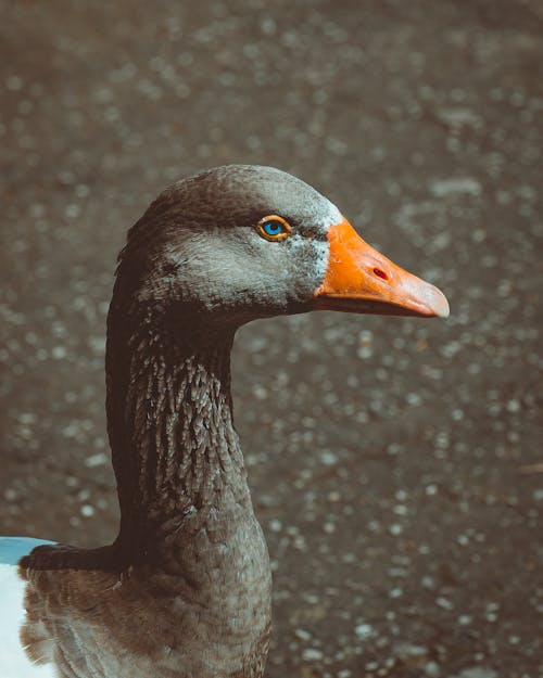 Close Up Photo Of A Goose