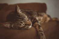 一只安详的虎斑猫在室内柔软的沙发上睡觉，显得十分宁静