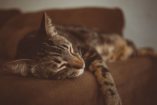 一只安详的虎斑猫在室内柔软的沙发上睡觉，显得十分宁静