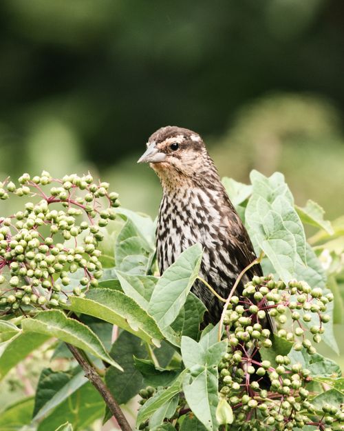 Free Close-up of a redwing blackbird amidst lush green foliage in Chicago. Stock Photo