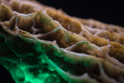 Free Detailed macro shot of a morel mushroom illuminated with a green light, showcasing natural textures. Stock Photo