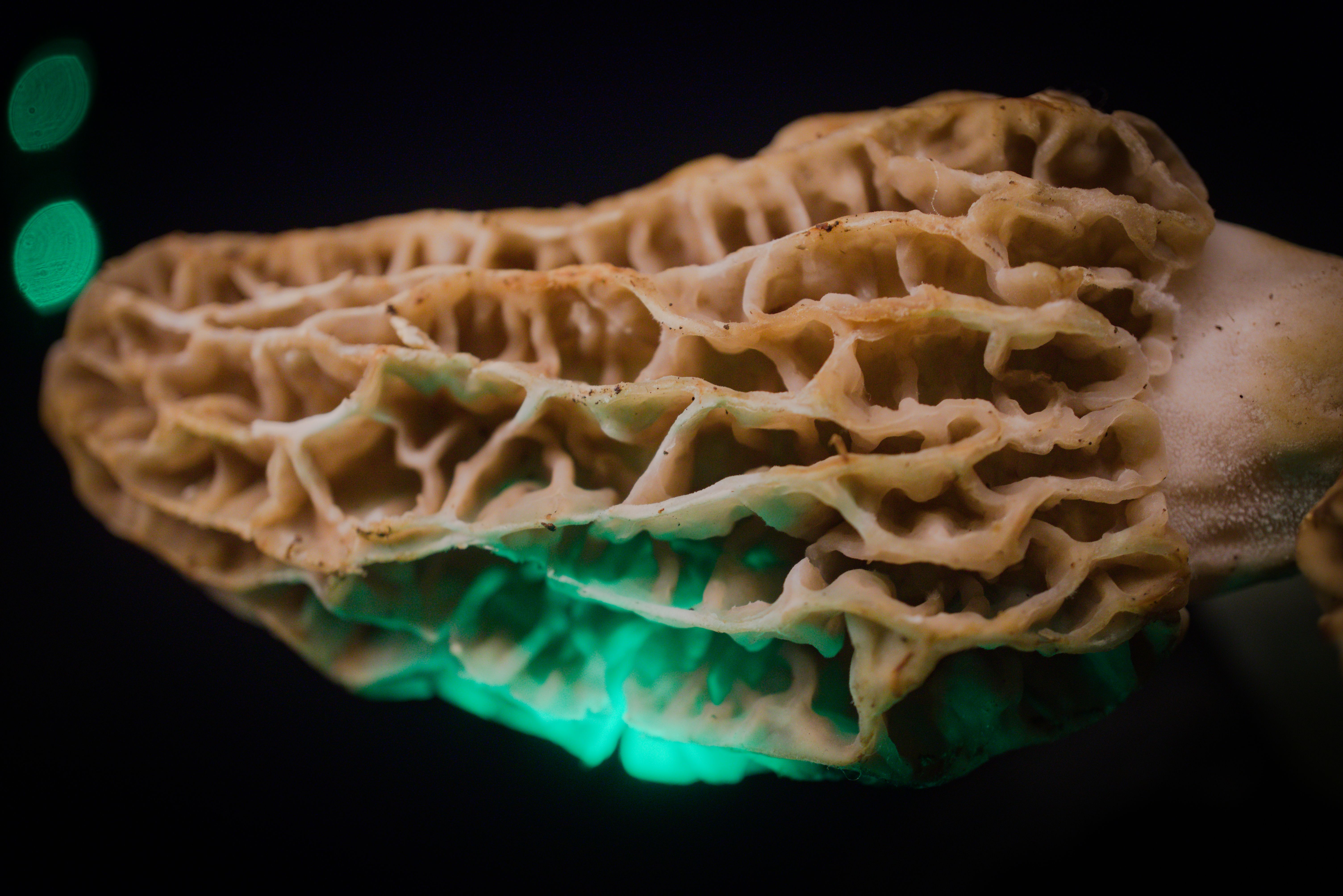 Himalayan morel mushroom guchhi