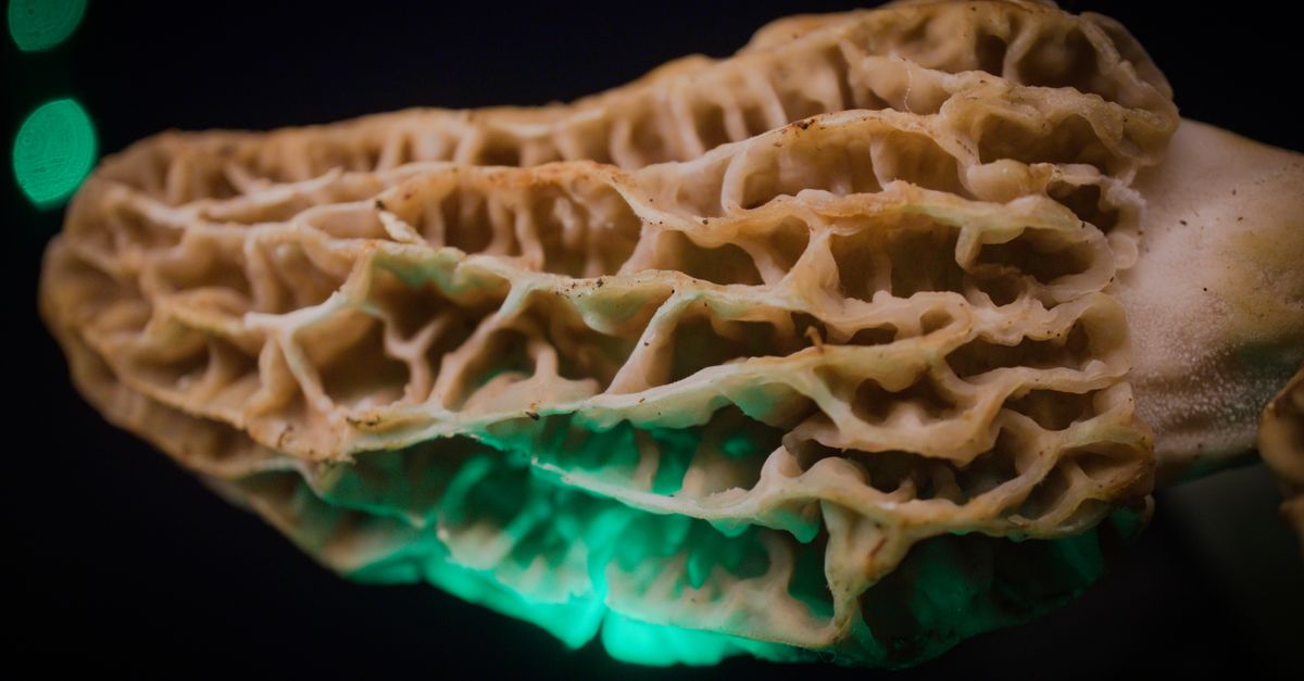 Himalayan morel mushroom guchhi