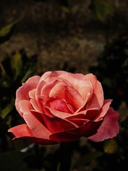 A vivid pink rose in full bloom, captured in natural light, expressing the beauty of nature.