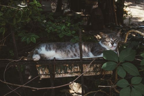 Free A gray and white cat resting on a metal structure surrounded by greenery in a serene outdoor setting. Stock Photo