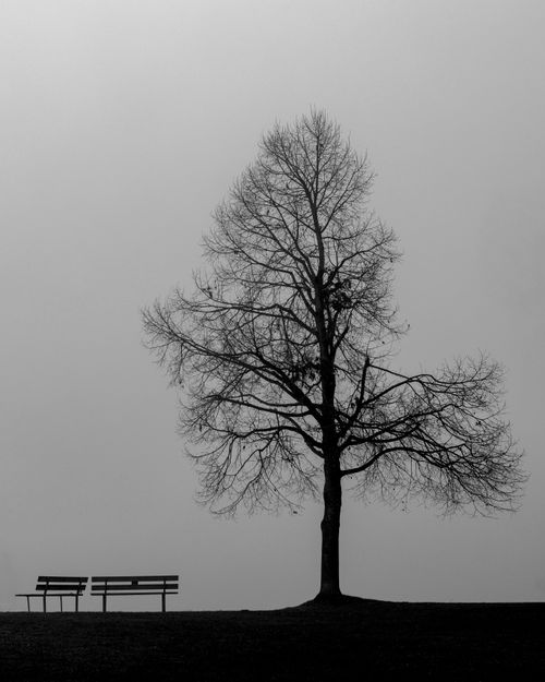 Free A lone tree and empty bench in a foggy, serene landscape in Bildein, Austria. Stock Photo