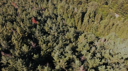 Free Drone shot captures the expansive green forest landscape in Kintzheim, Grand Est, France. Stock Photo