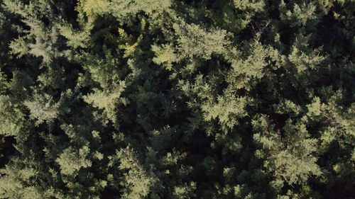 Free Drone shot capturing the lush green forest canopy in Kintzheim, Grand Est, France. Stock Photo