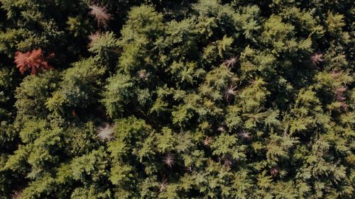 Free Aerial shot capturing the dense evergreen forest in Kintzheim, Grand Est, France. Stock Photo