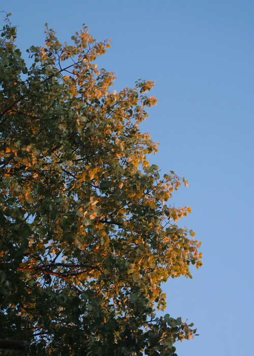 Free Autumn leaves illuminated by sunset light on a clear blue sky background. Stock Photo