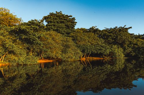 Free Serene river view with dense green trees reflecting on water under a clear blue sky. Stock Photo