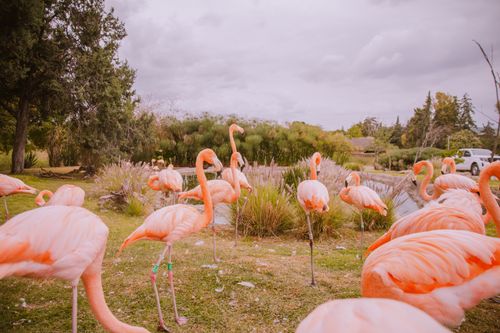 Free Beautiful group of flamingos in a lush, green outdoor setting, offering a vibrant and natural landscape view. Stock Photo
