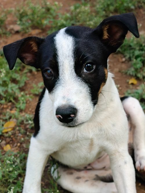 Free A cute black and white puppy sitting on grass, looking curiously at the camera. Stock Photo