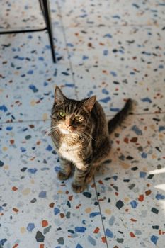Adorable tabby cat sitting on a vibrant, terrazzo tile floor with mixed colors.