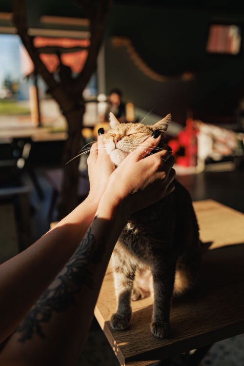 Free Adorable cat receives affectionate scratches in a cozy sunlit room. Stock Photo