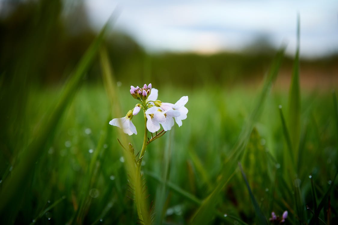 Free stock photo of flower, green, white Free stock photo of flower, green, white