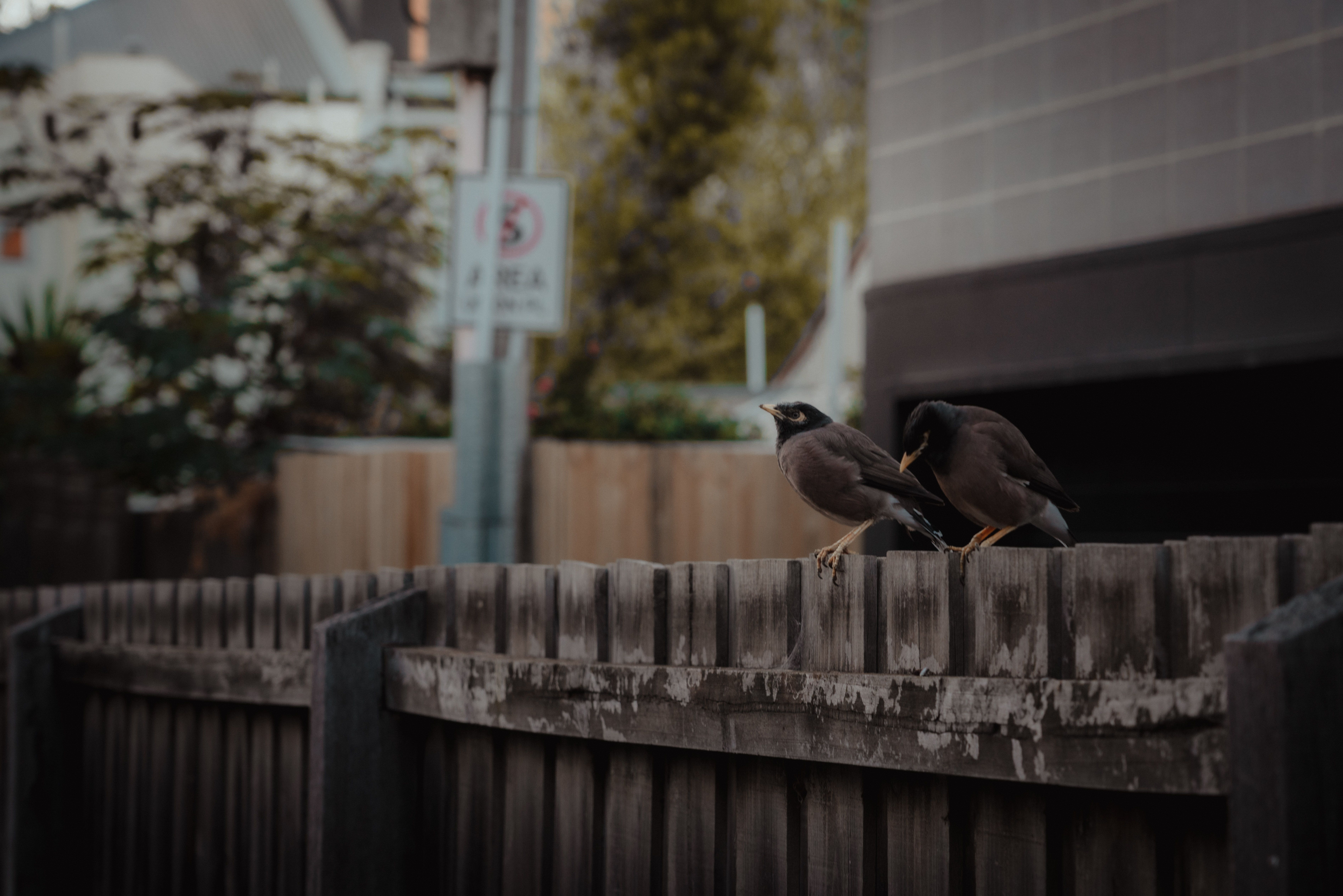 A well-maintained suburban garden in Melbourne