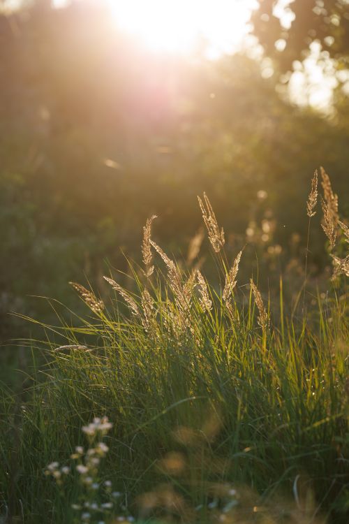 Free Beautiful sunrise casting golden light over a lush grassy meadow in Kaliningrad, Russia. Stock Photo