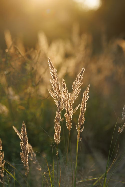 Free Sunlit grass blades creating a serene ambiance in a Kaliningrad field during golden hour. Stock Photo