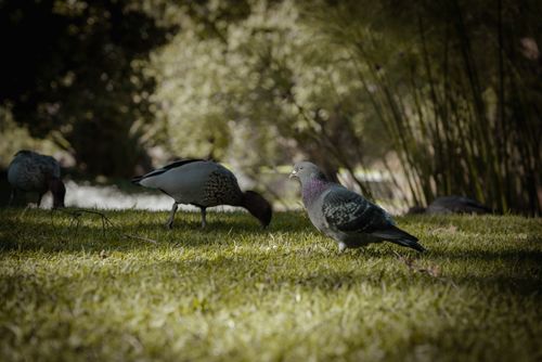 Free Pigeons and ducks foraging on lush green grass in a peaceful Melbourne park. Captured during daylight outdoors. Stock Photo