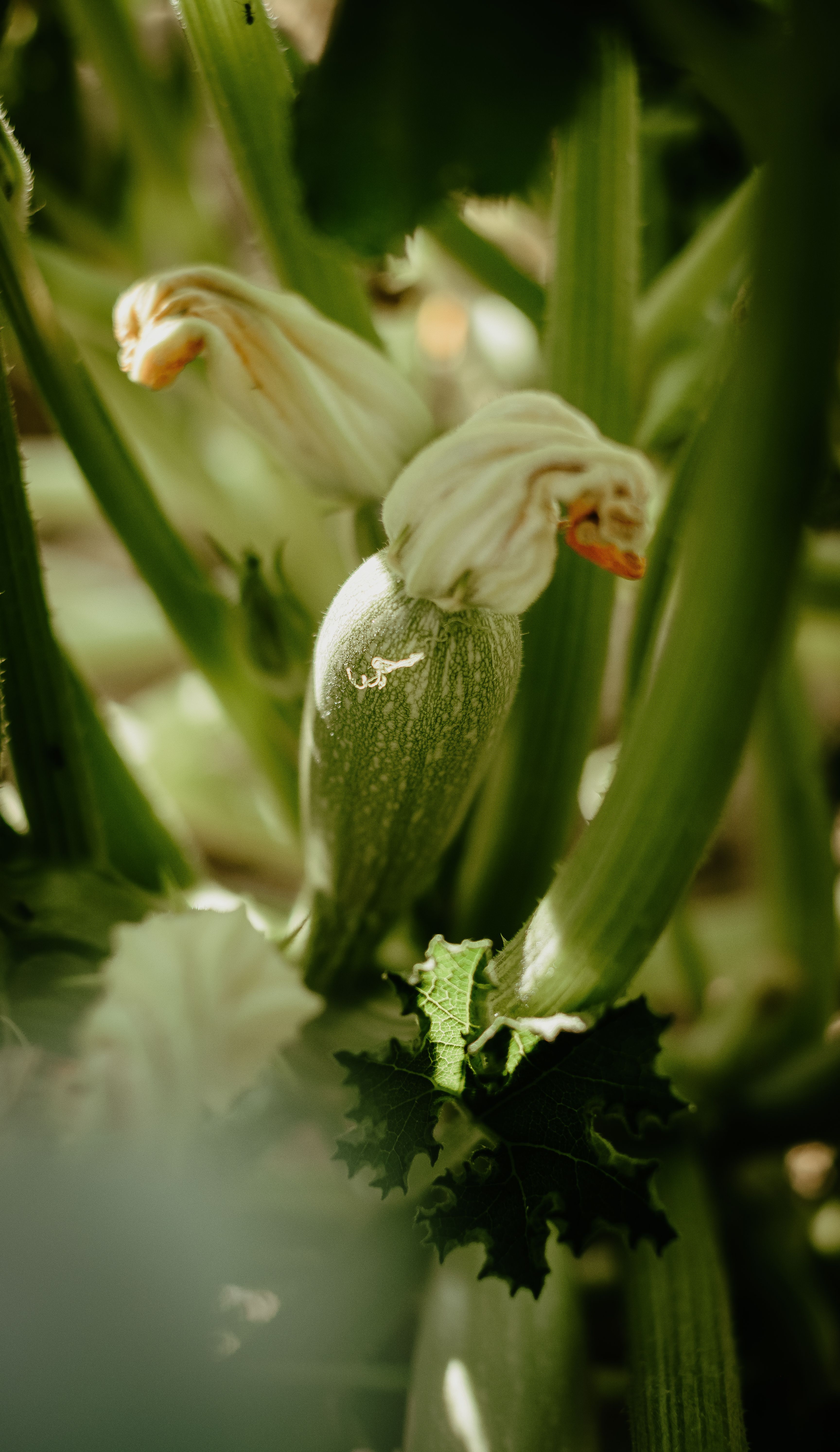 Comment réussir la culture des courges dhiver en pot 