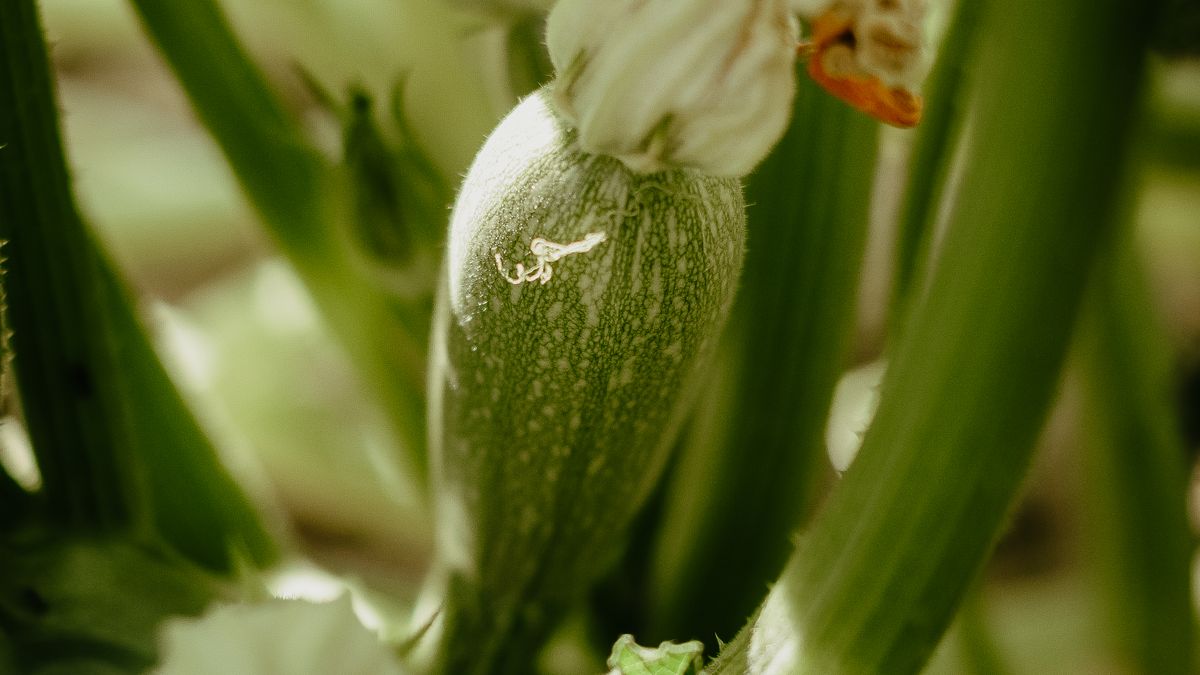Comment réussir la culture des courges dhiver en pot