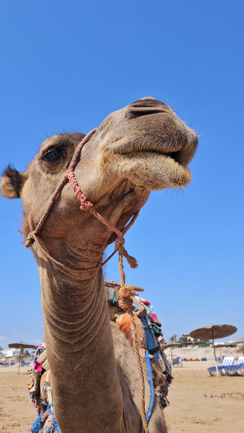 Free Close-up of a camel on the beach in Essaouira, Morocco, under a clear blue sky. Stock Photo