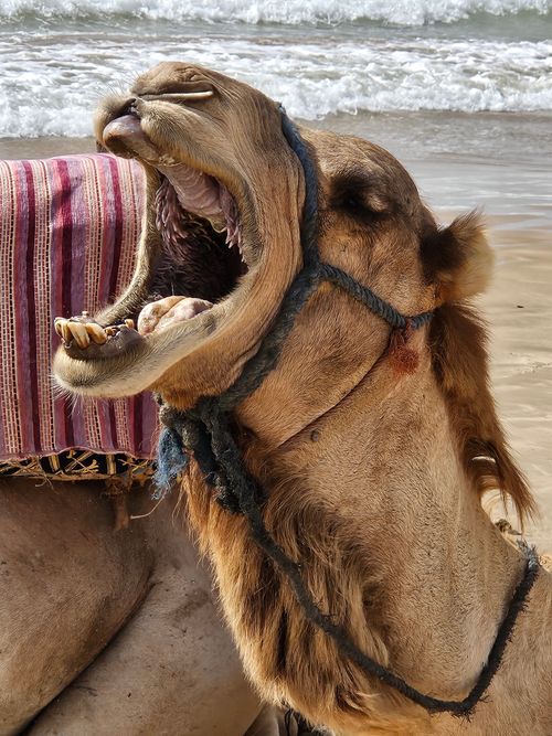 Free Close-up of a yawning camel on the coastline of Essaouira beach, Morocco. Stock Photo