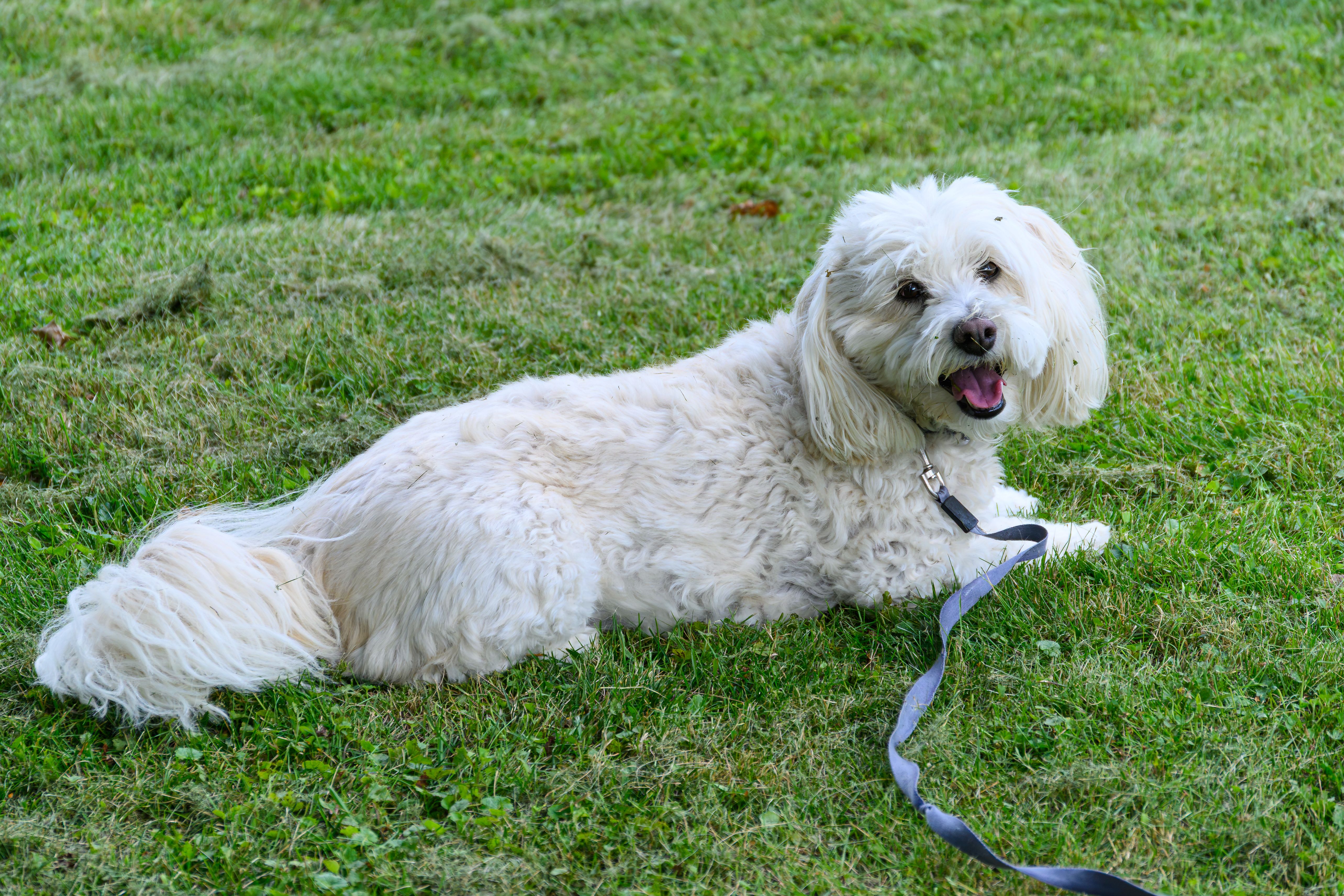 Coton de Tulear