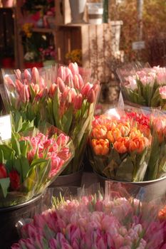 Beautiful tulip bouquets displayed under natural sunlight in a charming flower shop.