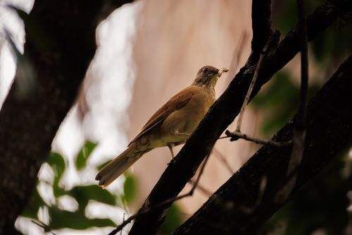 Free A bird perched on a branch holds an insect, surrounded by blurred greenery. Stock Photo