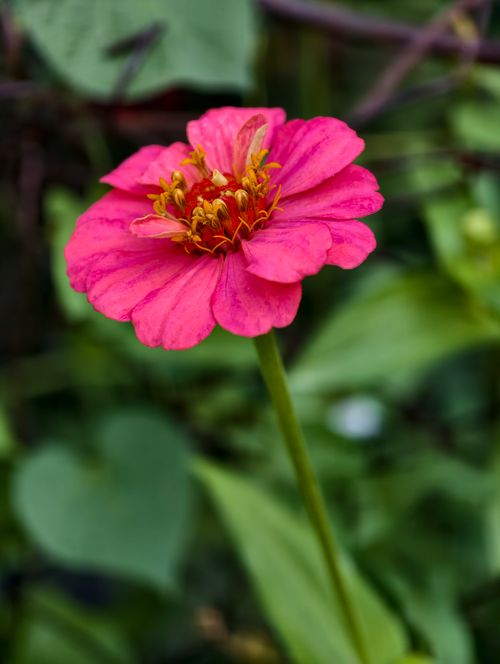 Free Close-up of a bright pink Zinnia flower with lush green foliage, captured outdoors in natural light. Stock Photo