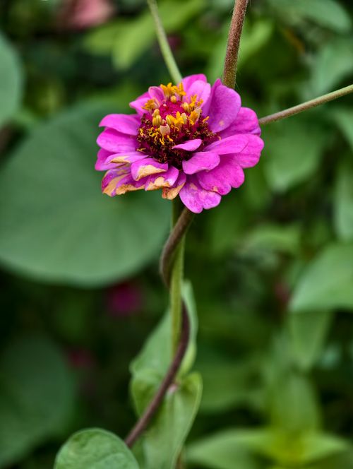 Free Close-up of a vibrant purple Zinnia flower against a lush green background in summer. Stock Photo