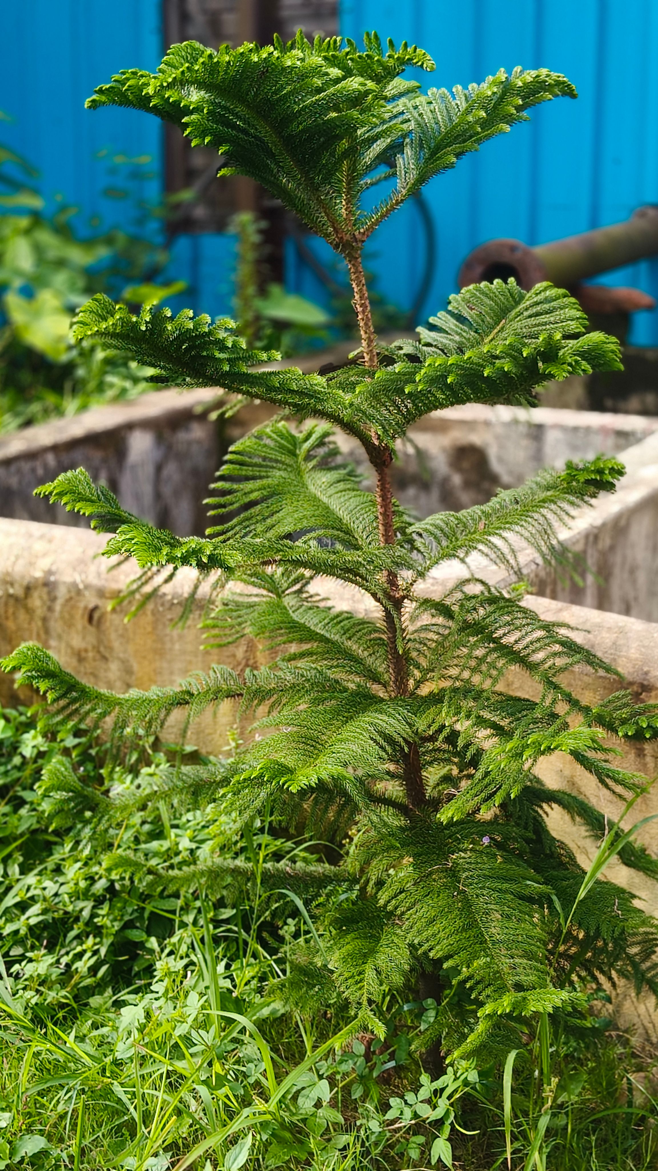 A young Norfolk Island Pine growing outdoors in Kolkata, India, showcasing lush green foliage.
