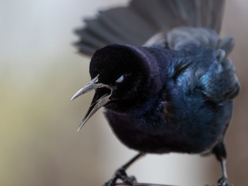 Free Detailed image of a grackle bird vocalizing, showcasing iridescent feathers and sharp beak in natural lighting. Stock Photo