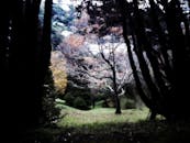 秋季森林的景色喜怒无常，薄雾与生机勃勃的树叶交织，营造出梦幻般的风景