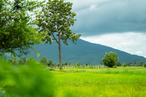 Free A serene landscape featuring a solitary tree amid lush greenery with mountains in the background. Stock Photo