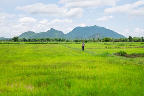 Free A serene landscape featuring vibrant green rice fields under a clear sky with distant mountains. Stock Photo