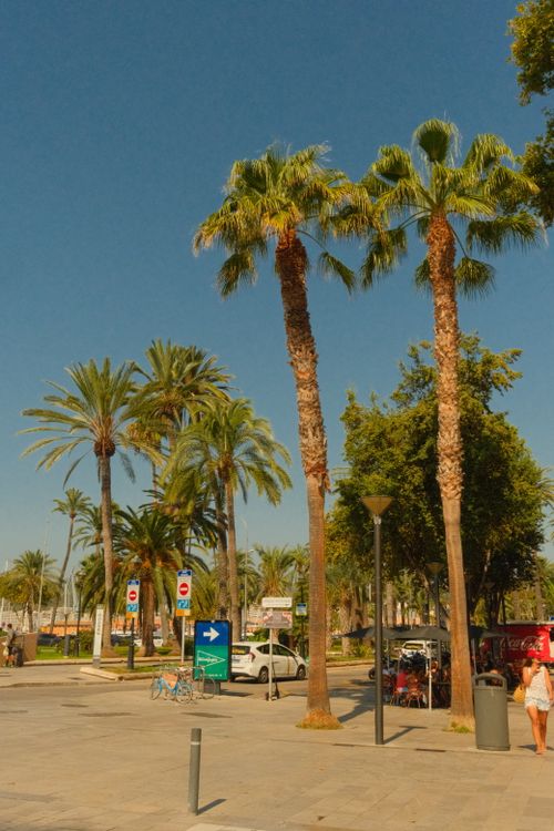 Free Lively urban plaza with tall palm trees under a bright blue sky. Stock Photo
