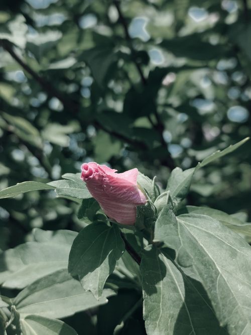 Free A detailed close-up of a pink hibiscus flower bud surrounded by lush green leaves. Stock Photo