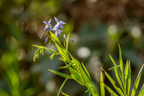 Free Close-up of vibrant blue native flowers against a blurred green background in Bowral, Australia. Stock Photo