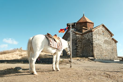 Captivating view of a white horse near Sevanavank Monastery in Sevan, Armenia.