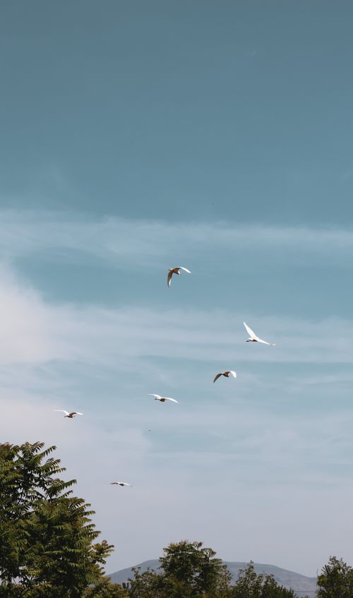 Free Flock of white birds flying against clear blue sky over treetops in Battalgazi, Türkiye. Stock Photo