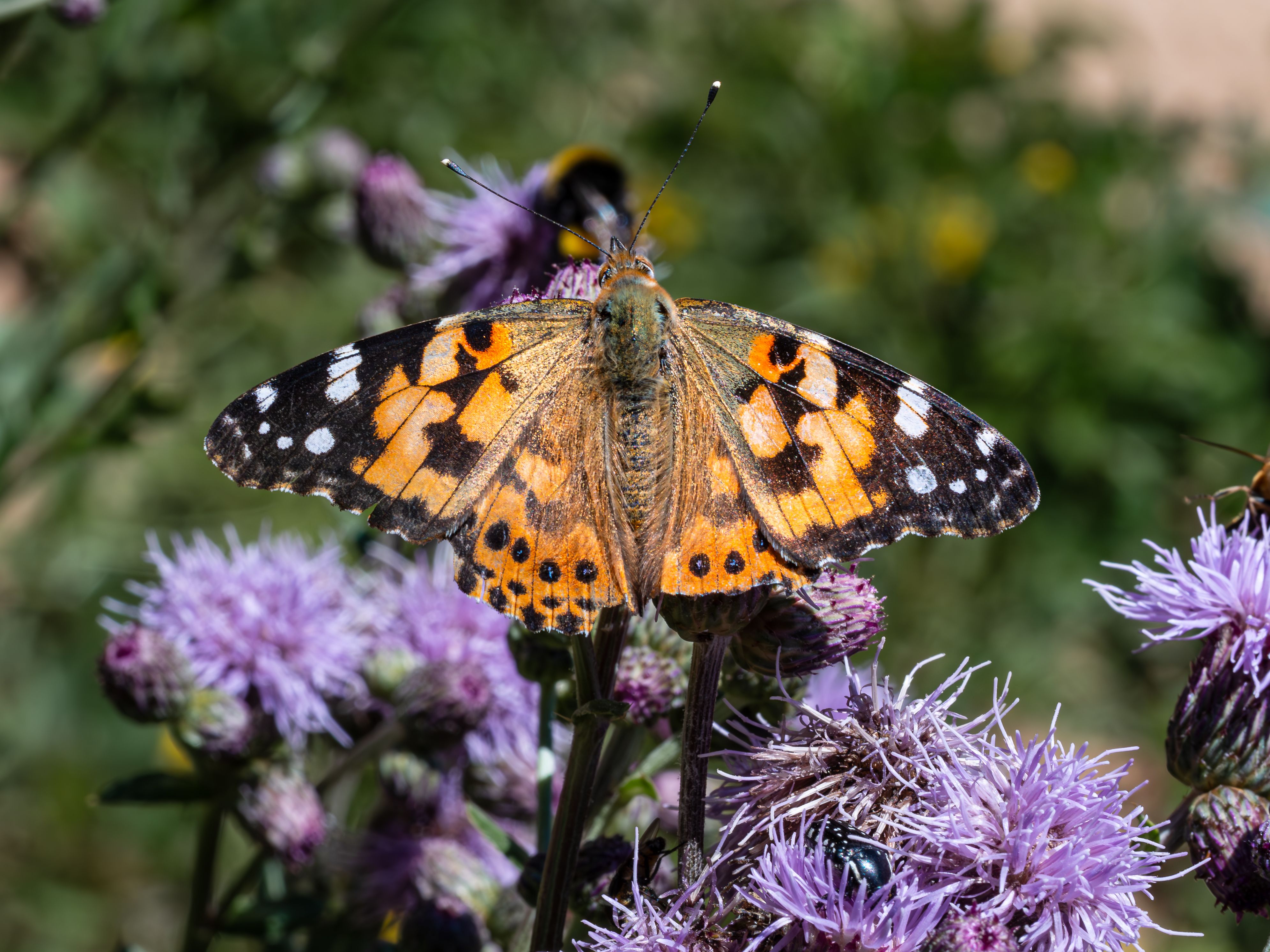 Diverse wildflower meadow supporting pollinators