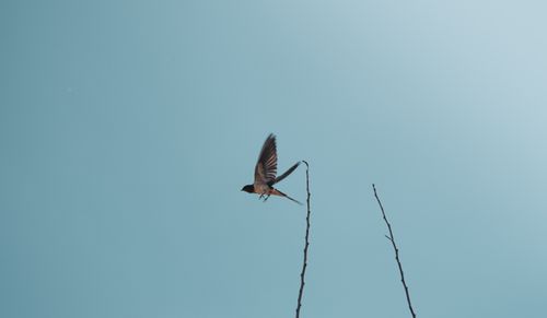 Free A swallow gracefully flies above branches, set against a clear blue sky. Stock Photo