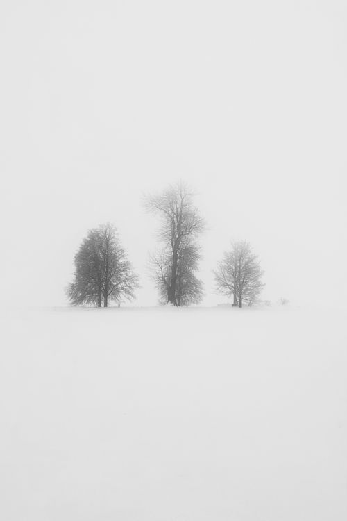 Free Three bare trees on a foggy winter landscape in Oybin, Germany, creating a minimalist scene. Stock Photo