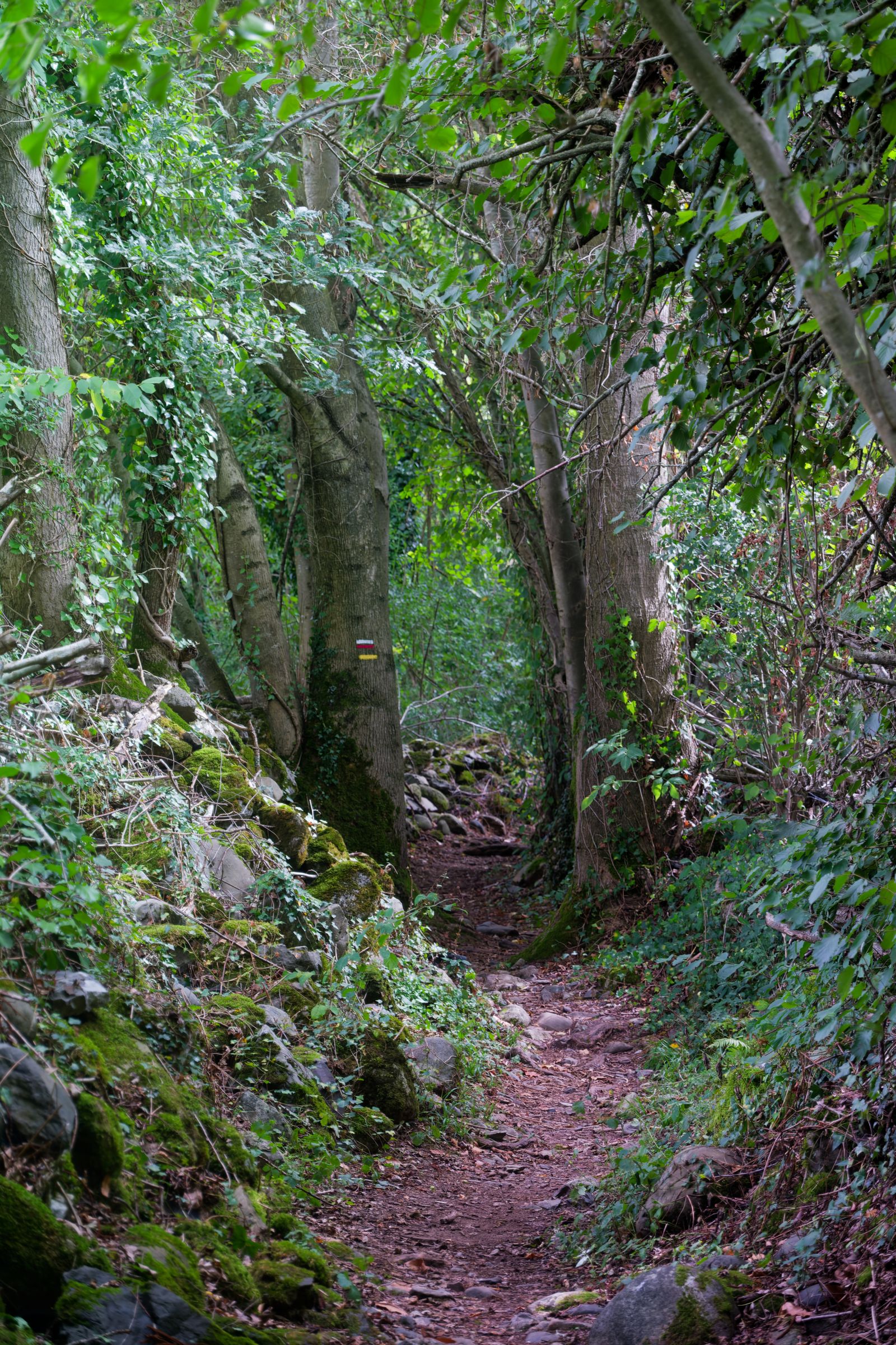 Chemin forestier en pierre sur le chemin de Saint-Jacques-de-Compostelle, près de Pau