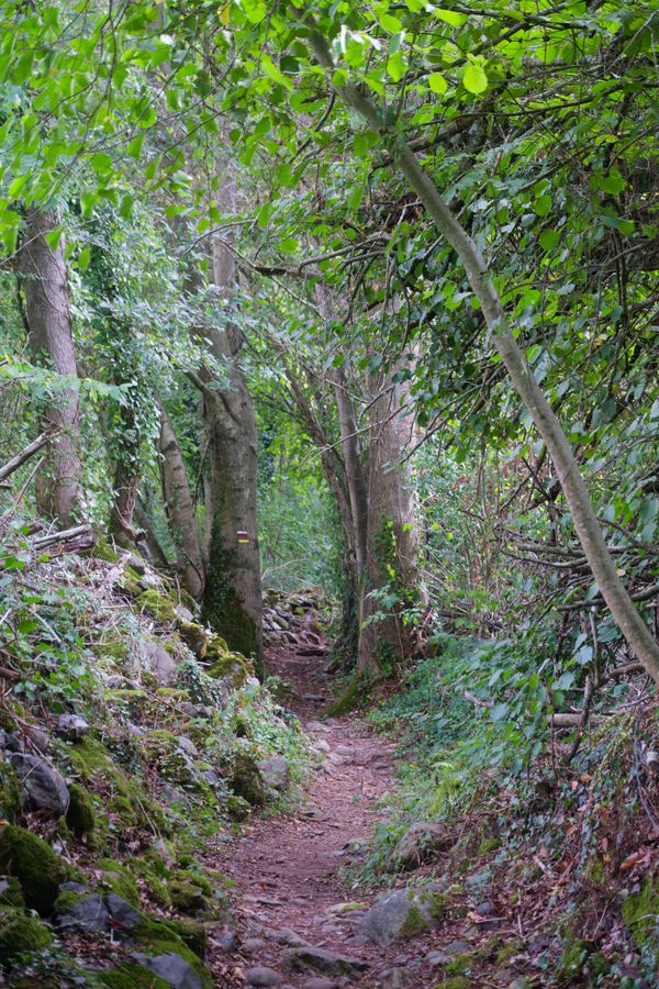 Canopée ombragée sur un sentier du chemin de Saint-Jacques-de-Compostelle, près de Pau