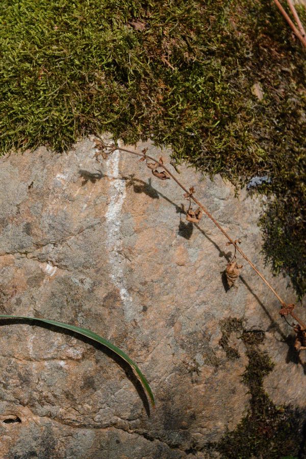 Une tige séchée dessine une ombre délicate sur un rocher moussu ensoleillé