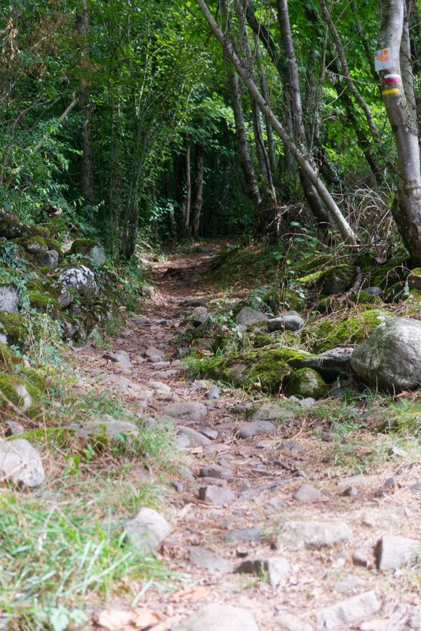 Balisage officiel du chemin de Saint-Jacques-de-Compostelle sur un sentier rocailleux, près de Pau